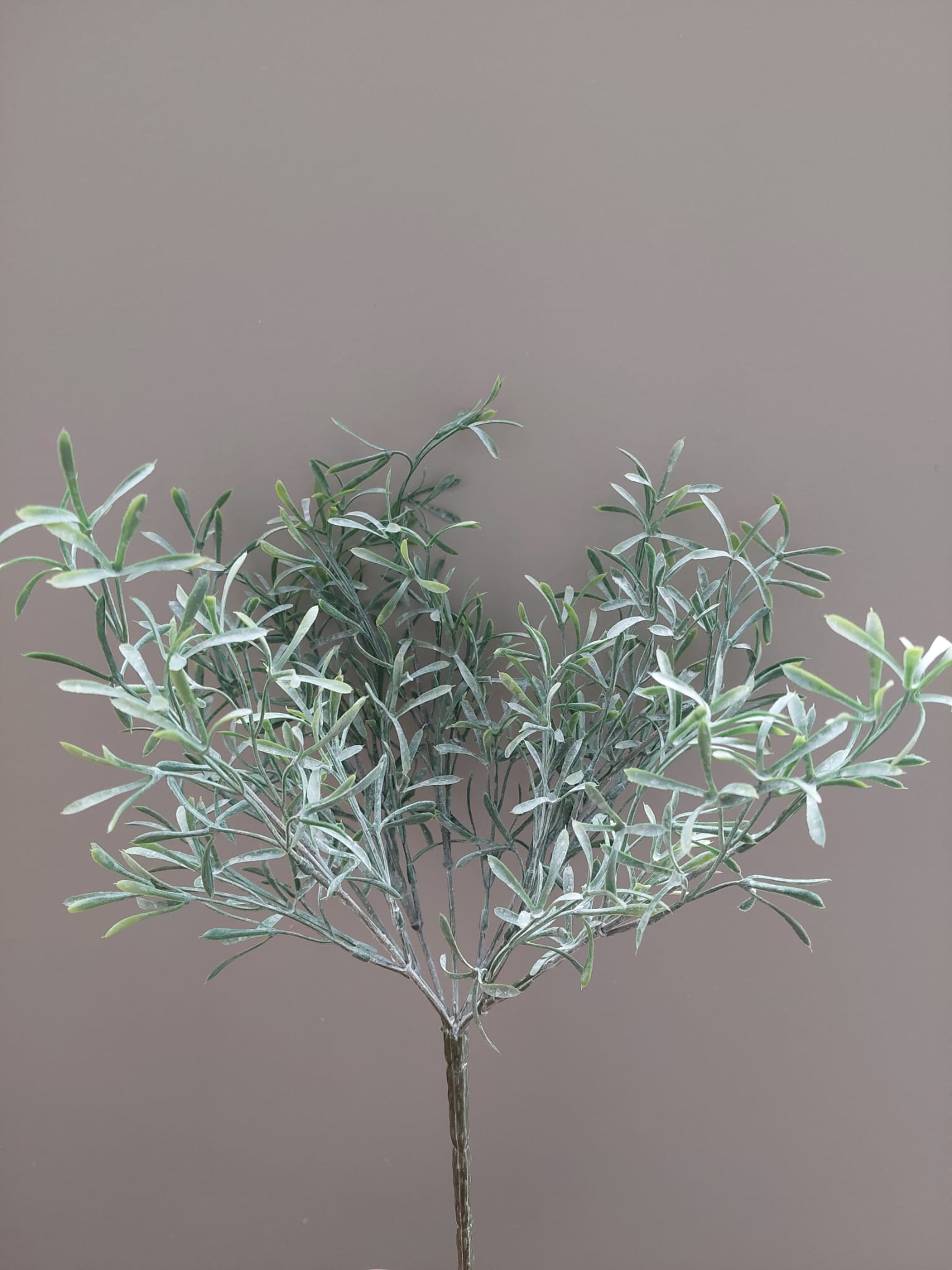 Asparagus bush 37 cm