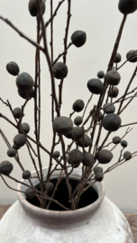 Berry 108cm
