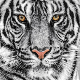 glas schilderij tijger zwart