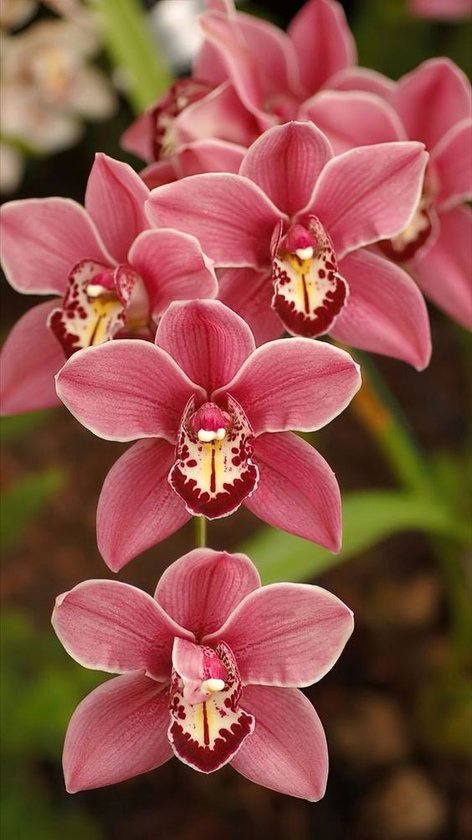 Diamond painting roze orchidee  40x30cm