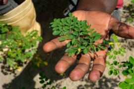 Moringa: 90 voedingsstoffen en meer dan 46 antioxidanten