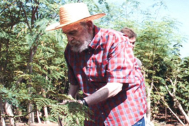 Fidel Castro en zijn obsessie met de moringa-boom