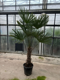 Trachycarpus Fortunei – Chinese Waaierpalm – 200-210 (Potmaat 38 cm)