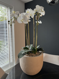 Terrano zand combinatie met kunstplant Phalaenopsis wit