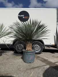 Yucca Rostrata met Volle Kroon – Exact Exemplaar!