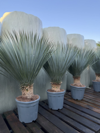 Yucca rostrata 125-135-P35