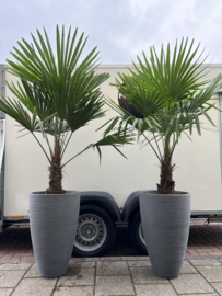 Palm Fortunei in pot lichtgrijs (per stuk)
