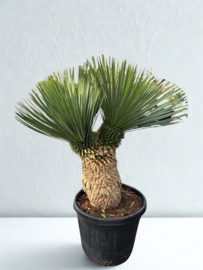 Yucca rostrata op stam dubbelkop vertakt – 120–130 cm (potmaat 50)