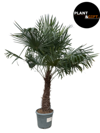 Trachycarpus Fortunei – Chinese Waaierpalm – 250–270 cm (Potmaat Ø55 cm)