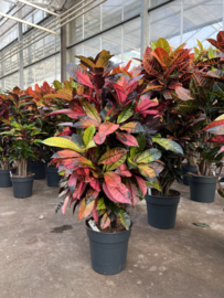 Codiaeum variegatum 'Mevrouw Iceton'