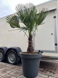 Trachycarpus fortunei compleet in steenlook pot antraciet