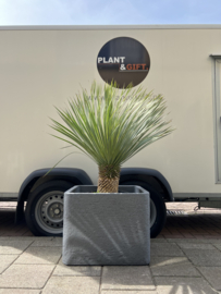 Yucca rostrata in plantenbak grijs steendesign