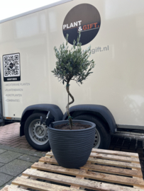 Spiraalvormige olijfboom in pot beige
