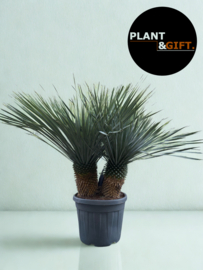 Yucca rostrata dubbelstam 140cm (potmaat 45)