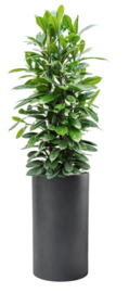 Ficus cyathistipula in Basic pot zwart