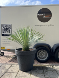 Yucca rostrata in plantenbak steendesign
