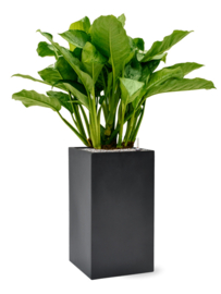 Aglaonema ‘Freedman’ in Baq Basic