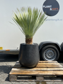 Yucca rostrata in Terazzo black