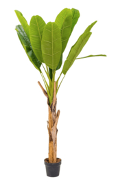 Bananen plant - 150