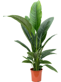 Spathiphyllum 'Sensation'