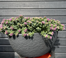 Schaal antraciet 70x40x26 (indoor & outdoor)