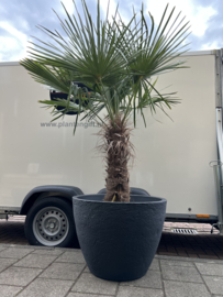 Pot steendesign XL D70