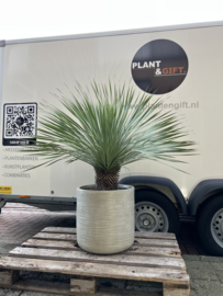 Yucca rostrata in Dune cylinder beige
