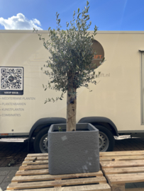 Olijfboom op stam in betonlook plantenbak
