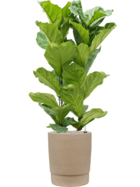 Ficus lyrata toef -110cm