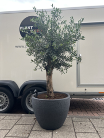 Olijfboom bonsaivorm compleet in antraciet pot betonlook