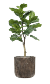 Kunstplant Fiscus Lyrata vertakt