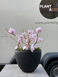 Polystone compleet met bloesem en ghostwood