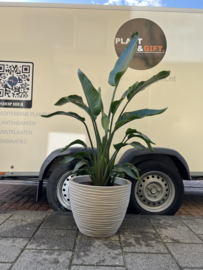 Strelitzia Nicolai in pot zandkleur D50
