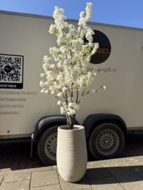 Kunstplant met witte bloesem 210 cm in Dune beige pot