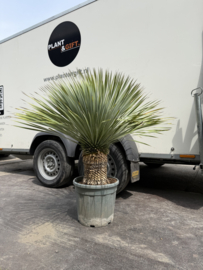 Yucca rostrata op stam – hoogte ca. 120 cm