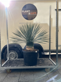 Yucca Rostrata 110/47 XL