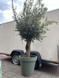 Pot groen matte D60