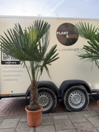 Trachycarpus Fortunei 150/160