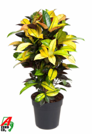 Codiaeum variegatum 'Mevrouw Iceton'