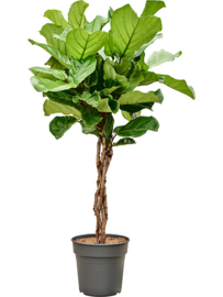 Ficus Lyrata stamgevlochten