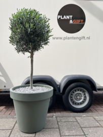 Olijfboom compleet in pot matte groen H155/D60