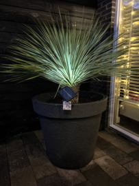 Yucca Rostata in pot antraciet (D80cm), hoogte ca. 150cm + gratis lichtspot!