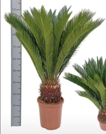 Cycas revoluta 90/24