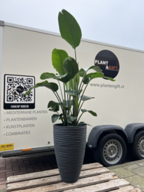 Strelitzia Nicolai kamerplant in pot antraciet