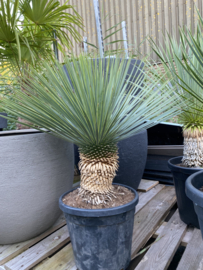 Yucca rostrata 90-100