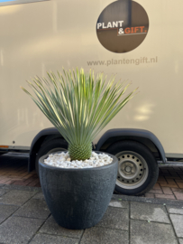 Yucca rostrata in pot steen design