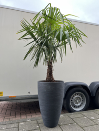 Luxe palm in pot antraciet (per stuk)