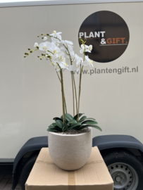Terrano zand combinatie met kunstplant Phalaenopsis wit