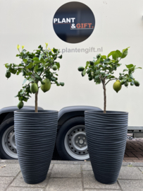 Citroen op stam compleet in antraciet pot (per stuk)