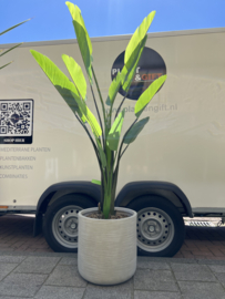 Kunst strelitzia nicolai in Dune sand D44